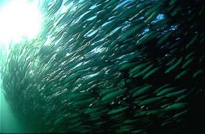 Sardine Run