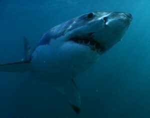 Great White