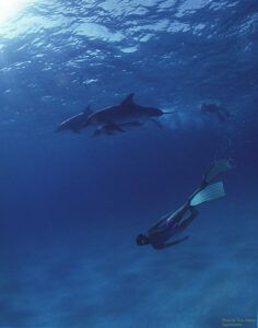 Dolphins