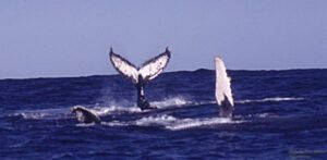 Whales