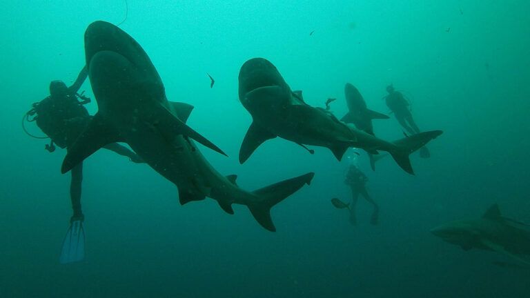 Close Encounter Dives with Apex Predators