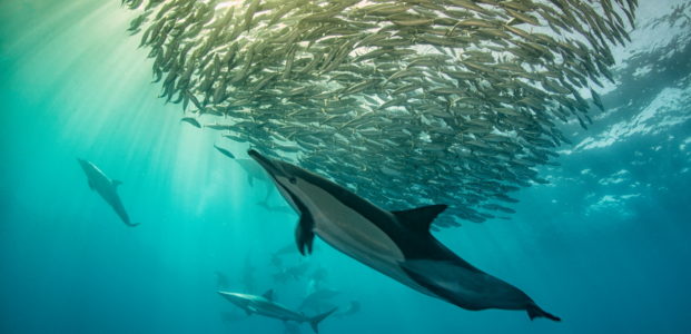 Sardine Run 2023 – Witnessing Nature’s Greatest Spectacle