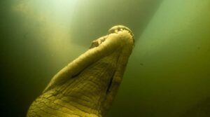 Nile Crocodile