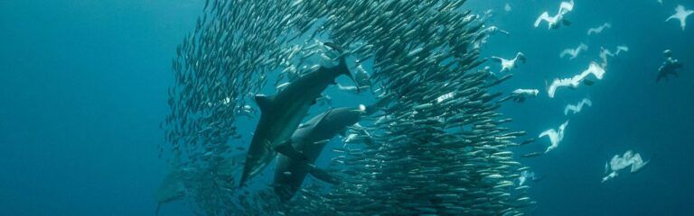 Sardine Run