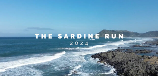 Sardine Run 2024