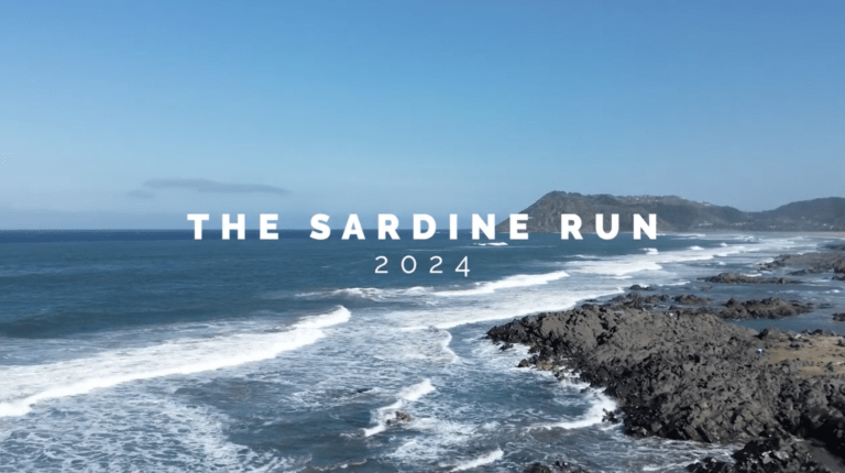 Sardine Run 2024