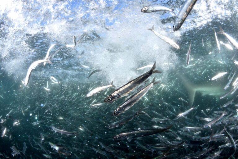 Experience the Thrill of the Sardine Run